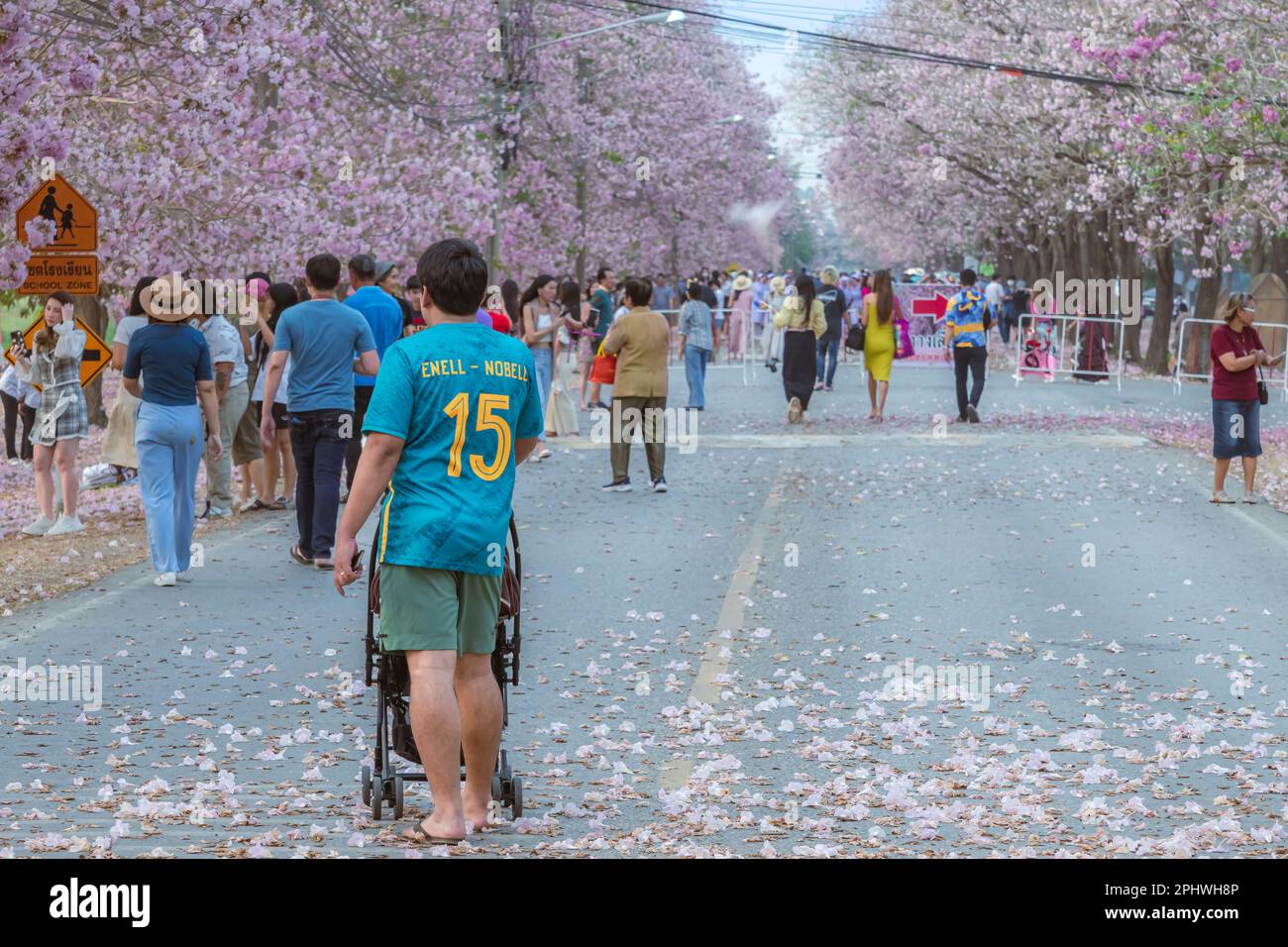 NAKHON PATHOM -THAÏLANDE, MARS 15 ,2023 : touristes non identifiés viennent visiter et prendre des photos avec de beaux trompettes roses qui fleurissent et tombent Banque D'Images