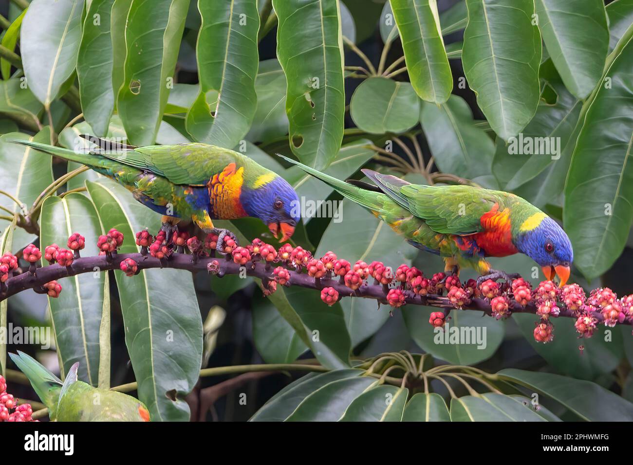 Une paire de Lorikeets arc-en-ciel (Trichoglossus haematodus) se nourrissant sur le fruit d'un arbre parapluie (Schefflera actinophylla), extrême Nord Queensland, FNQ, Banque D'Images