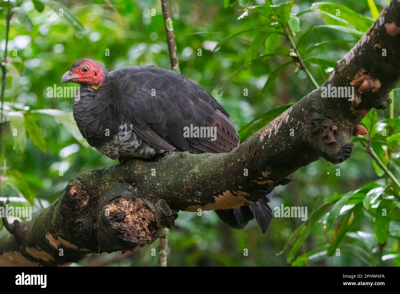 Australie Brush-turkey (Alectura lathami) roosting dans un arbre, Atherton Tablelands, Far North Queensland, FNQ, QLD, Australie Banque D'Images