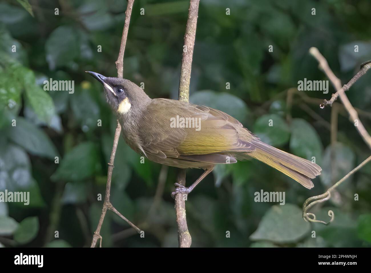 Honeyeater de Lewin (Meliphaga lewinii) perché sur une branche de la forêt, Atherton Tablelands, Far North Queensland, FNQ, QLD, Australie Banque D'Images