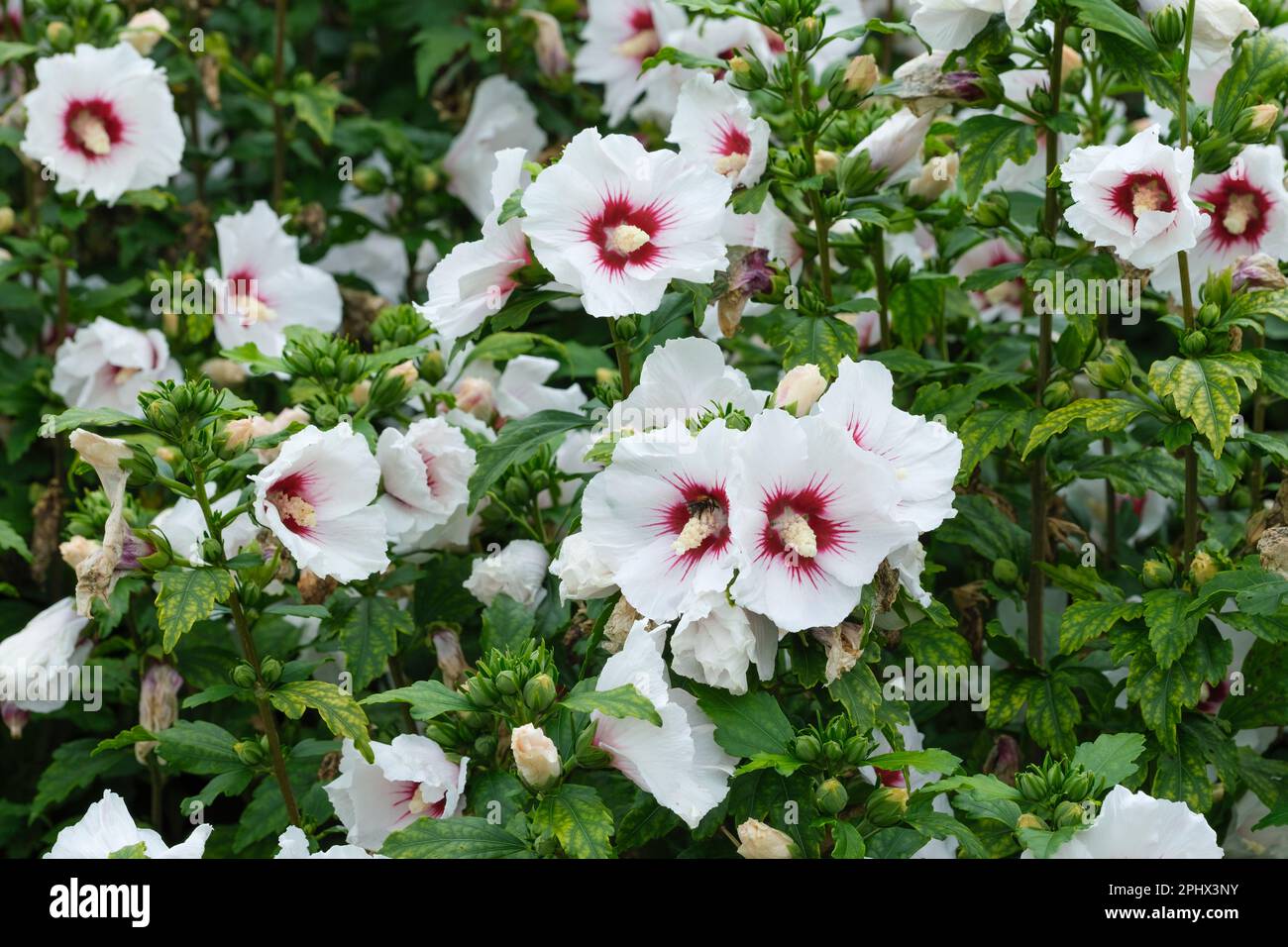 Hibiscus syriacus cœur rouge, rose de Sharon cœur rouge, fleurs simples blanc pur avec des centres rouge profond, Banque D'Images