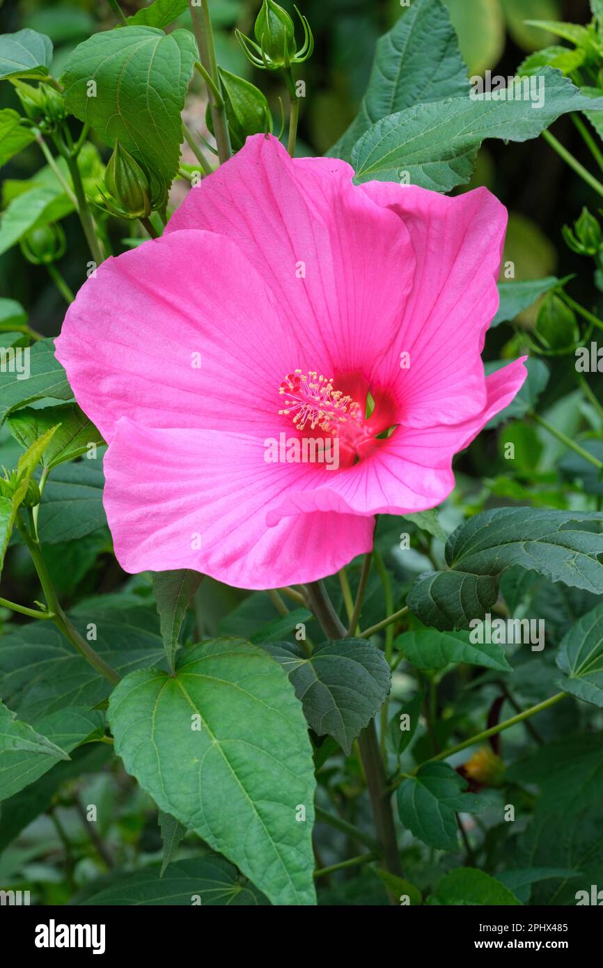 Hibiscus moscheutos Extreme hotrose, rose rose intense Hot Pink, grandes fleurs en forme d'entonnoir Banque D'Images