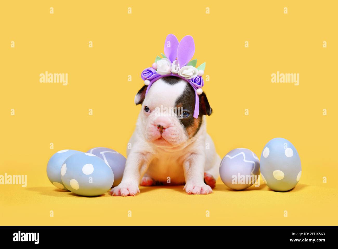 Chien de taureaux français chiot avec oreilles de lapin de Pâques et œufs sur fond jaune Banque D'Images