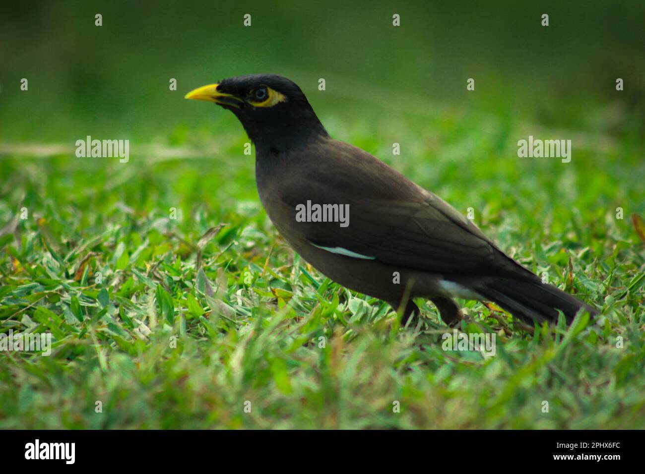 Un bel oiseau est debout dans le champ Banque D'Images