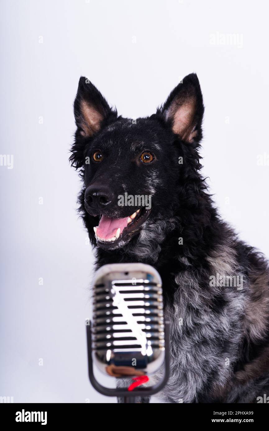 Chien de mudi béatiful chantant dans le microphone en arrière-plan de studio ehite Banque D'Images