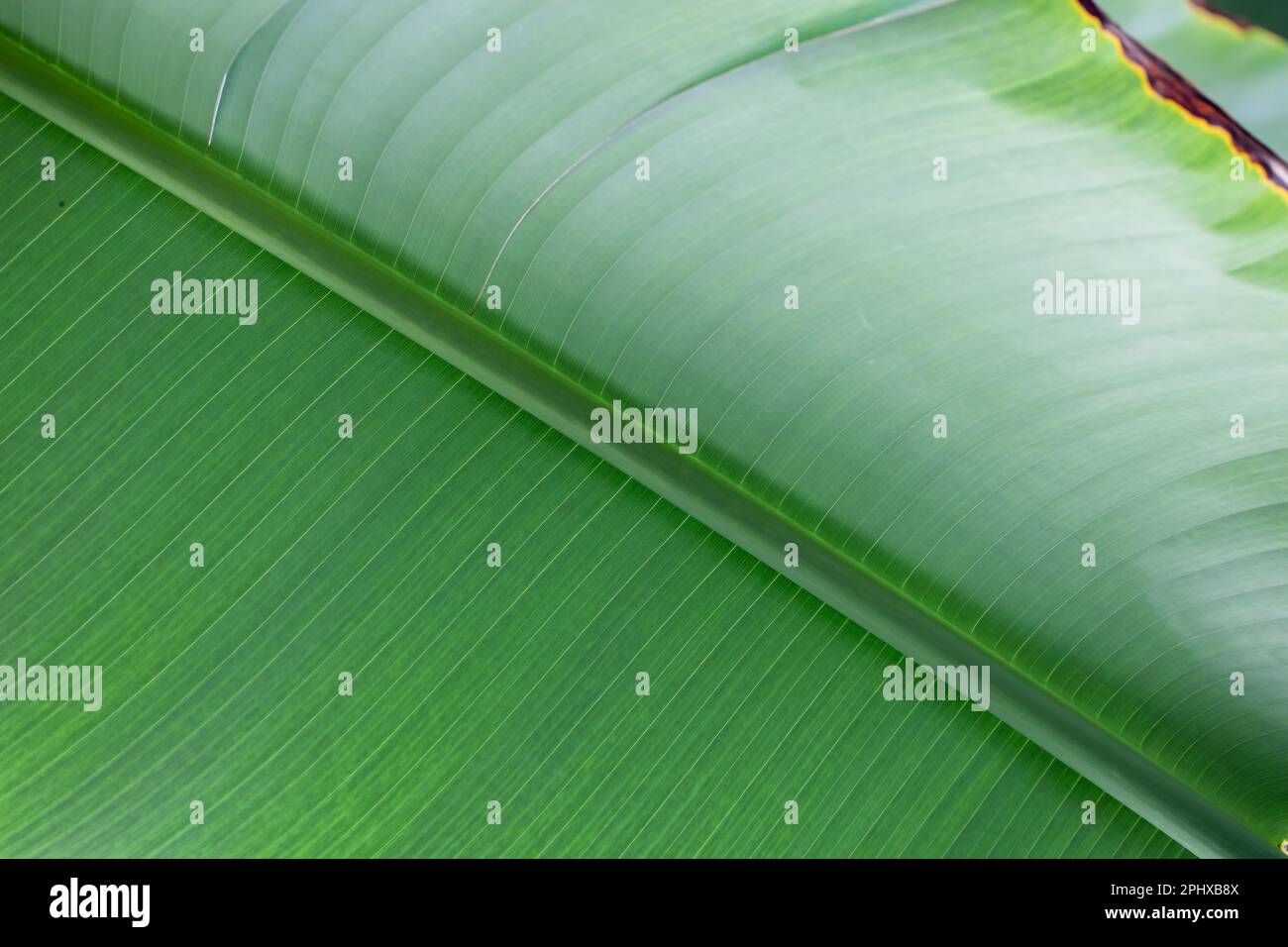 feuilles de banane naturelles, et belles feuilles Banque D'Images