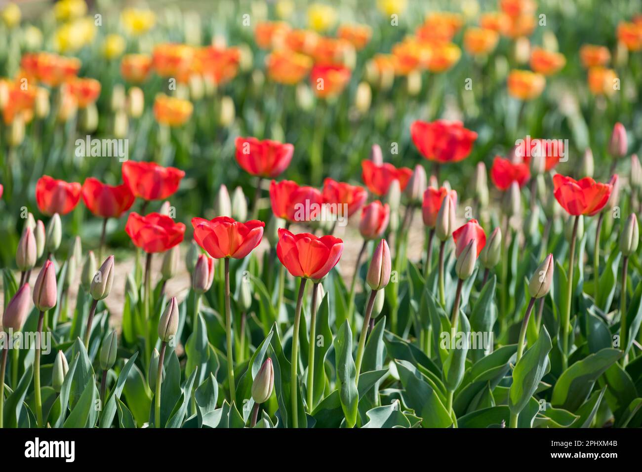 Végétation luxuriante de fleurs de tulipes avec des pétales rouges sur le terrain avec des prairies fleuries en plein soleil Banque D'Images