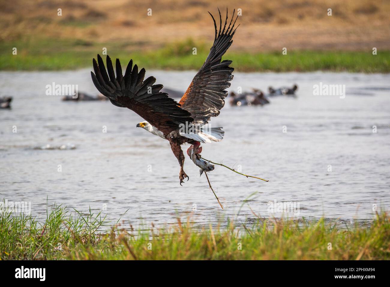 L'Aigle marin africain (Haliaeetus vocifer) a pris un poisson avec ses gros talons en vol. Les ailes se répandent, poisson dans des talons. Okavango Delta, Botswana, Afrique Banque D'Images