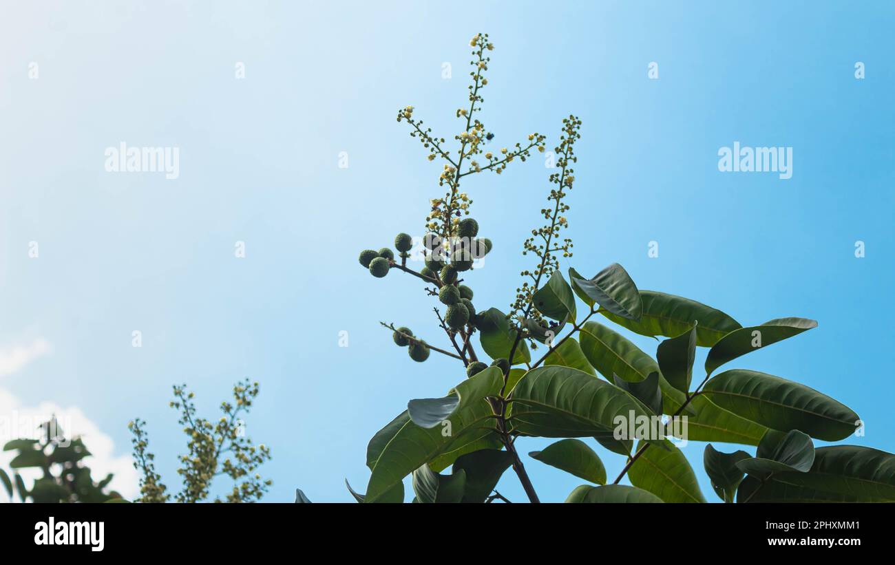 Fleurs de longan et jeunes fruits de longan sur un arbre de longan au ciel bleu Banque D'Images