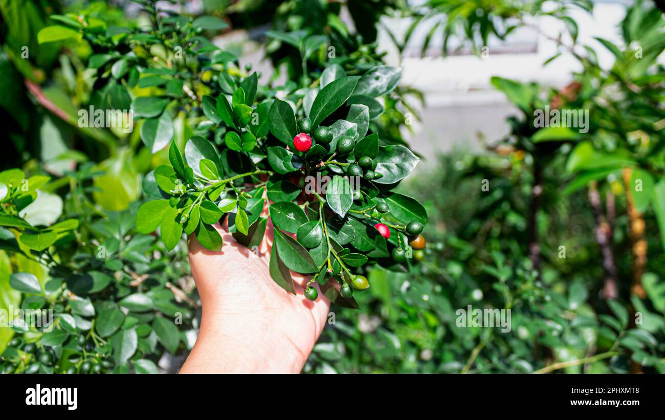 Orange Jessamine ou Mock orange fruit ou kemuning Banque D'Images