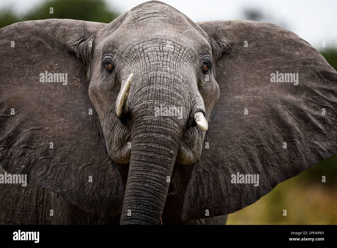 Portrait d'éléphant d'Afrique - rencontre étroite avec un éléphant d'Afrique. Les éléphants femelles sont toujours très protecteurs - Okavango Delta, Botswana, Botsuana. Banque D'Images