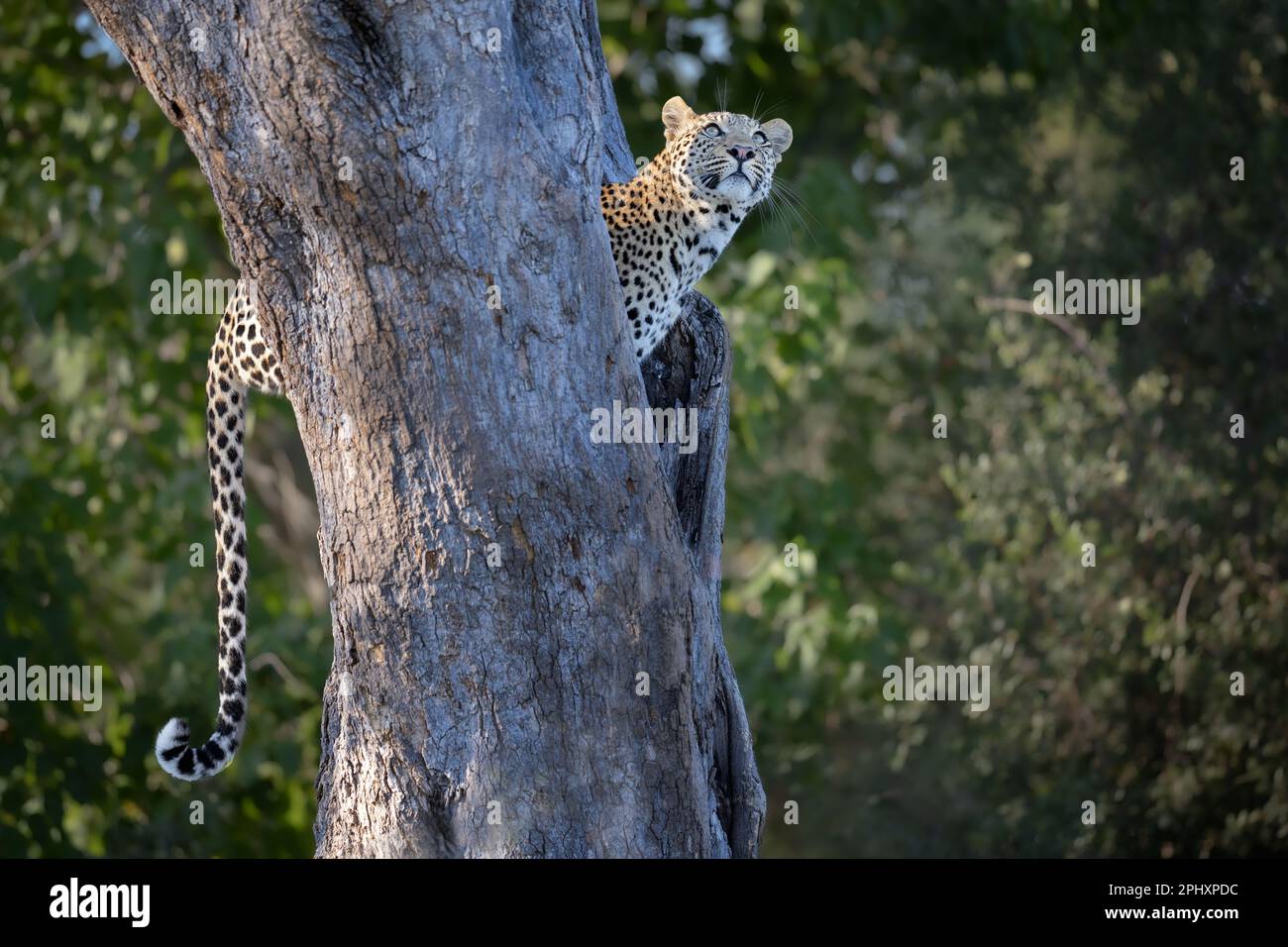 Un léopard est debout dans l'arbre ci-dessous et regarde vers le haut, le beau chat est sur le point de monter plus loin, Okavango Delta, Botswana, Botsuana. Banque D'Images