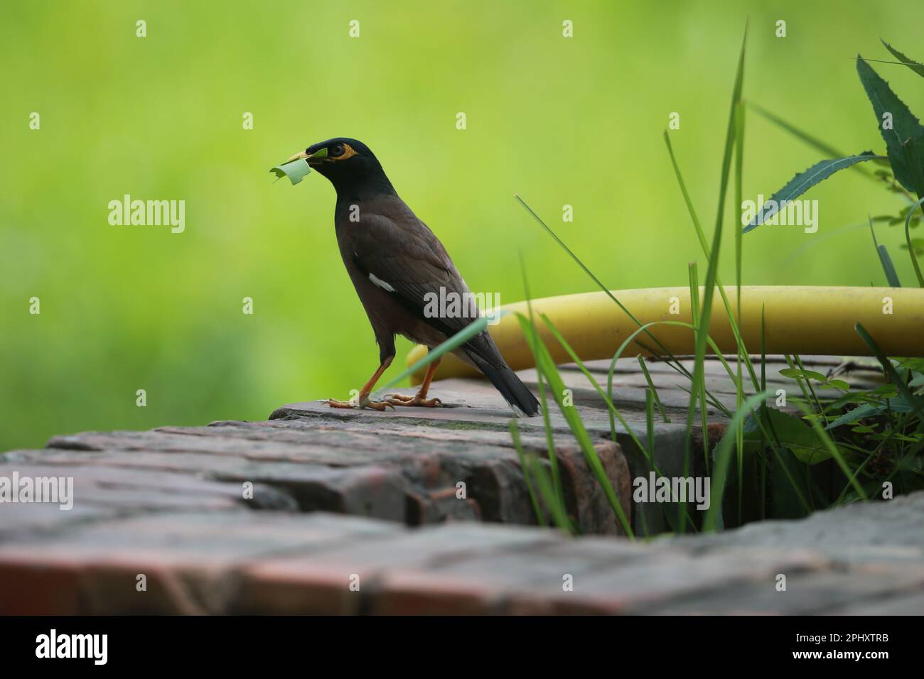 La myna commune ou myna indienne (Acridotheres tristis), parfois épelée myna, est un oiseau de la famille des Sturnidae, originaire d'Asie. Une ouverture omnivore Banque D'Images