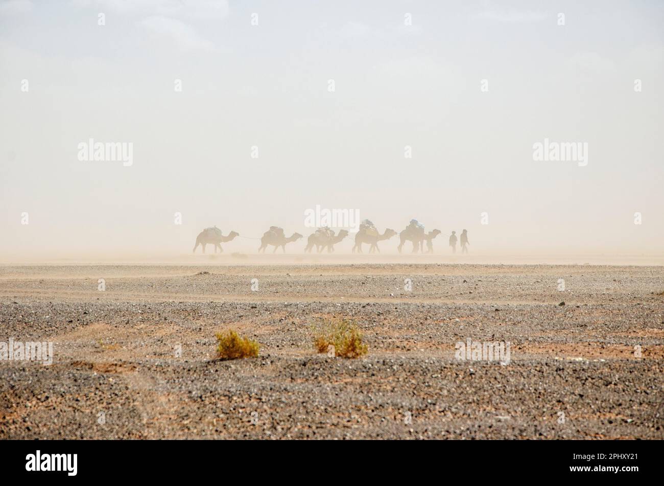 Tempête de sable dans le désert du Sahara, au Maroc, en arrière-plan silhouette des dromadaires de la population bédouine, berbères nomades en mouvement. Merzouga Banque D'Images