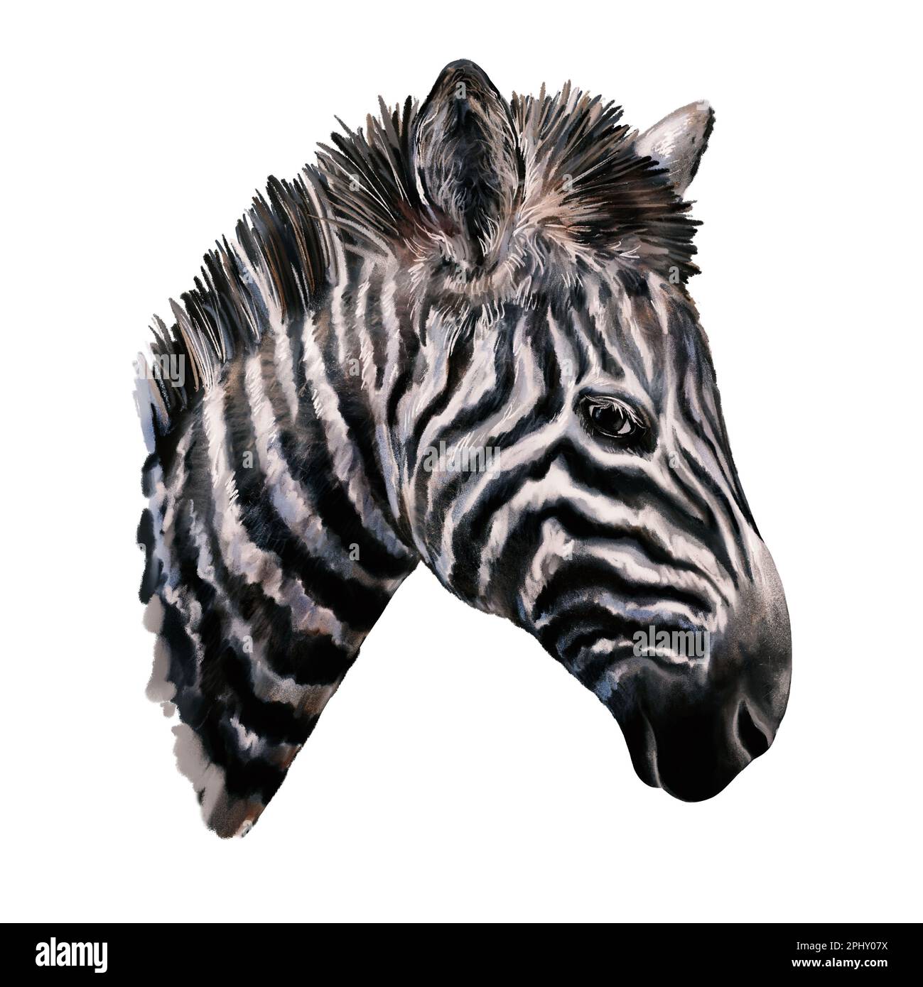 Tête ZEBRA. Portrait d'un cheval blanc noir à rayures sauvages. Animal de safari africain. Illustration artistique réaliste isolée sur blanc Banque D'Images