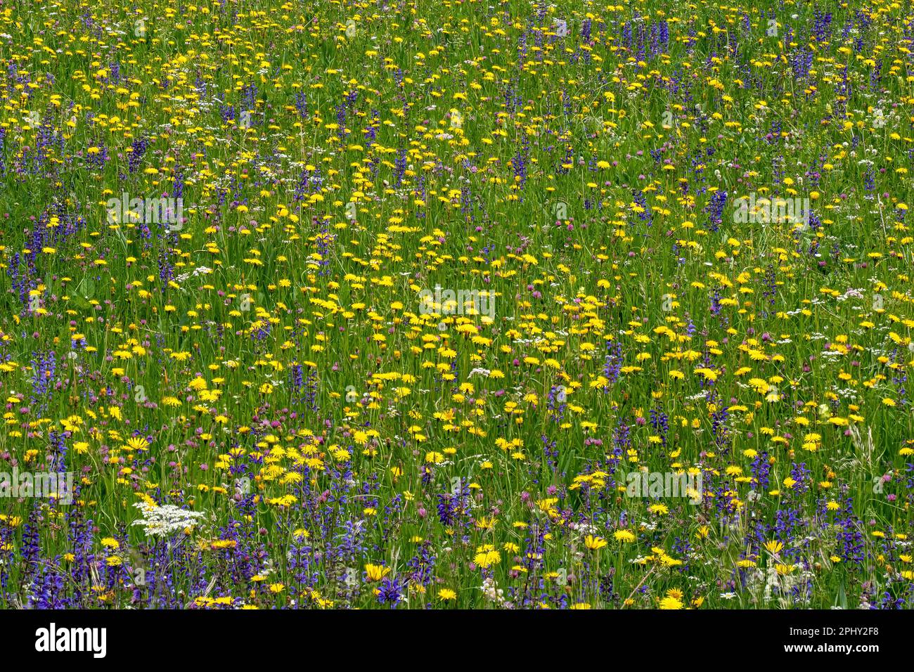 Clary de prairie, sauge de prairie (Salvia pratensis), prairie de printemps avec sauge sauvage, Italie, Tyrol du Sud, Dolomites Banque D'Images