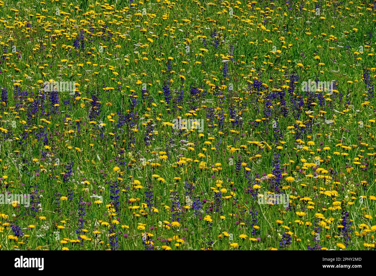 Clary de prairie, sauge de prairie (Salvia pratensis), prairie de printemps avec sauge sauvage, Italie, Tyrol du Sud, Dolomites Banque D'Images