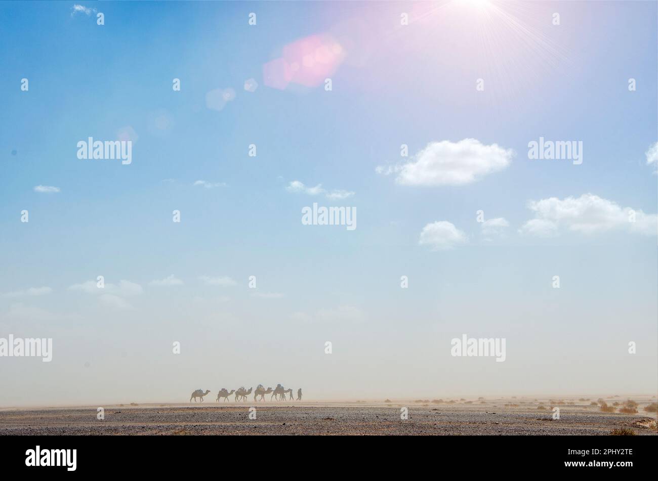 Tempête de sable dans le désert du Sahara, au Maroc, en arrière-plan silhouette des dromadaires de la population bédouine, berbères nomades en mouvement. Merzouga Banque D'Images