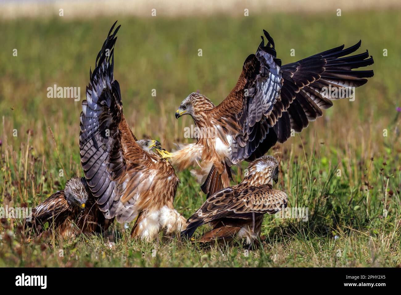 Cerf-volant (Milvus milvus), observation, Allemagne, Bade-Wurtemberg Banque D'Images