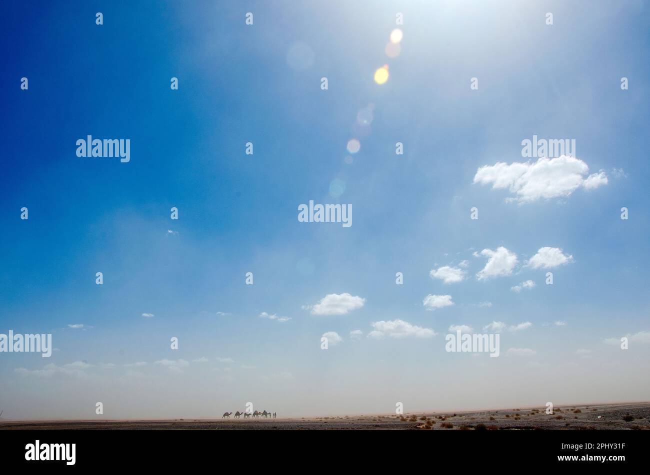 Tempête de sable dans le désert du Sahara, au Maroc, en arrière-plan silhouette des dromadaires de la population bédouine, berbères nomades en mouvement. Merzouga Banque D'Images