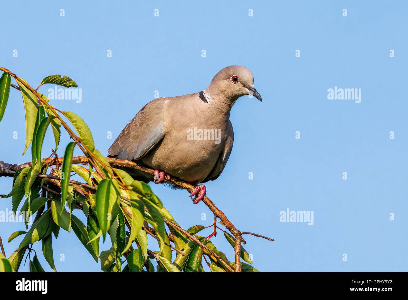 Colombe (Streptopelia decaocto), assise sur une branche, Allemagne, Bade-Wurtemberg Banque D'Images