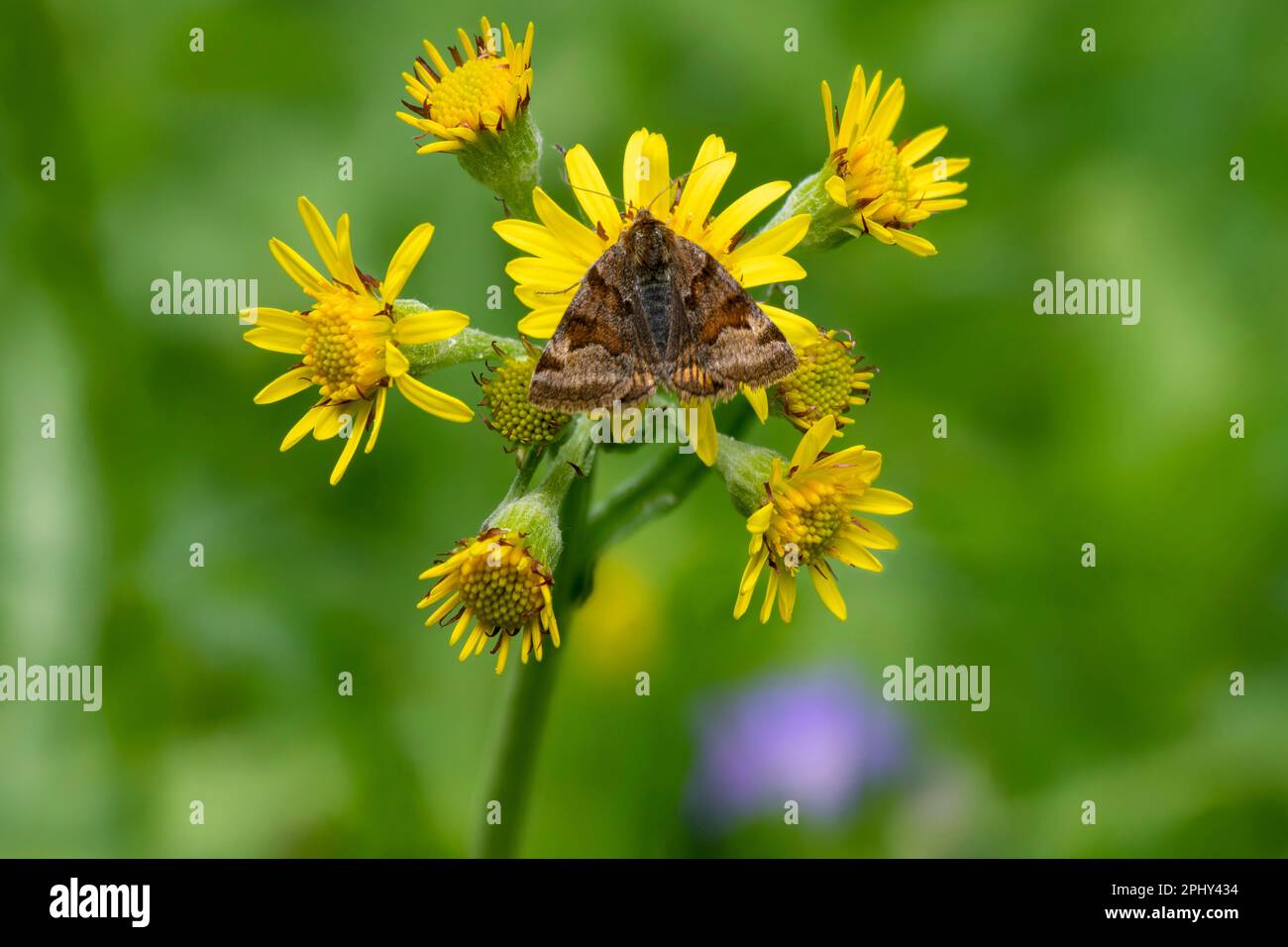Compagnon de burnett (Ectyla glyphica, Euclidia glyphica), assis sur un composite jaune, Italie, Tyrol du Sud, Dolomites Banque D'Images