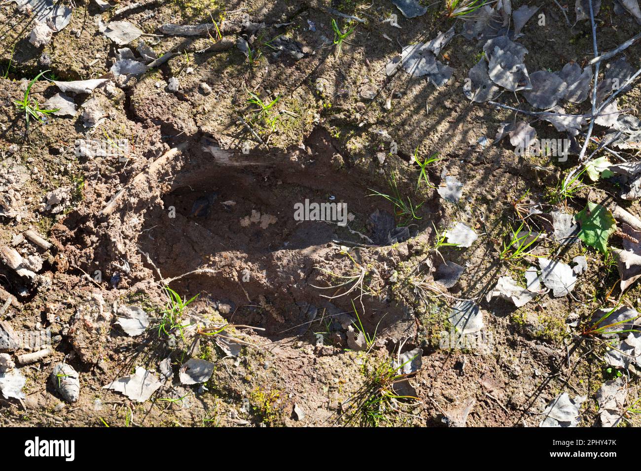 wapiti, orignal européen (Alces alces alces), empreinte dans la boue, Scandinavie Banque D'Images