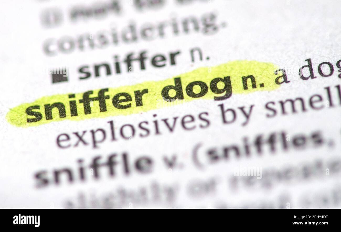 chien sniffer Banque D'Images