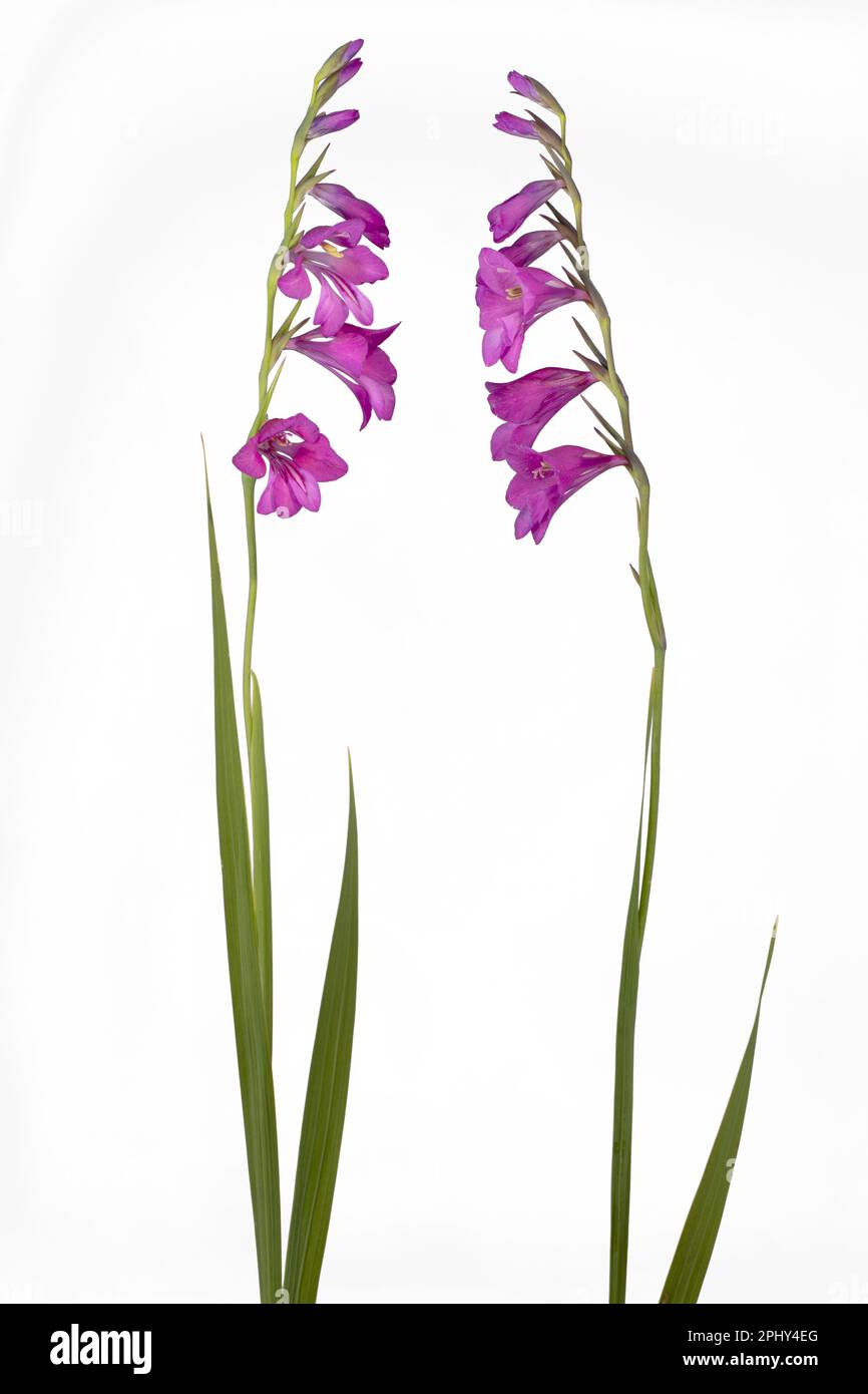 Marsh gladiolus (Gladiolus palustris), fleurs, découpe, composition Banque D'Images