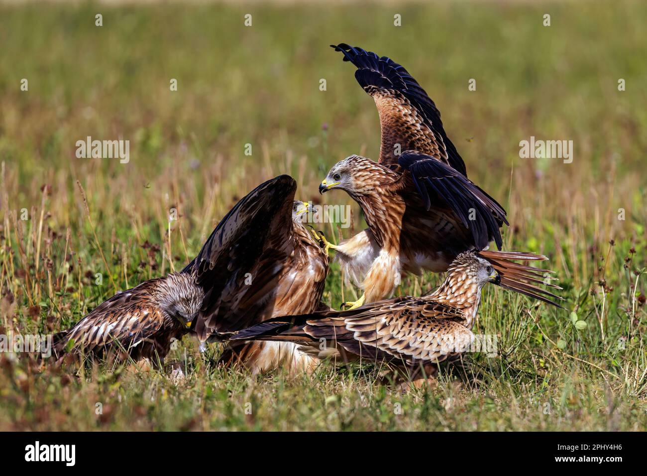 Cerf-volant (Milvus milvus), observation, Allemagne, Bade-Wurtemberg Banque D'Images