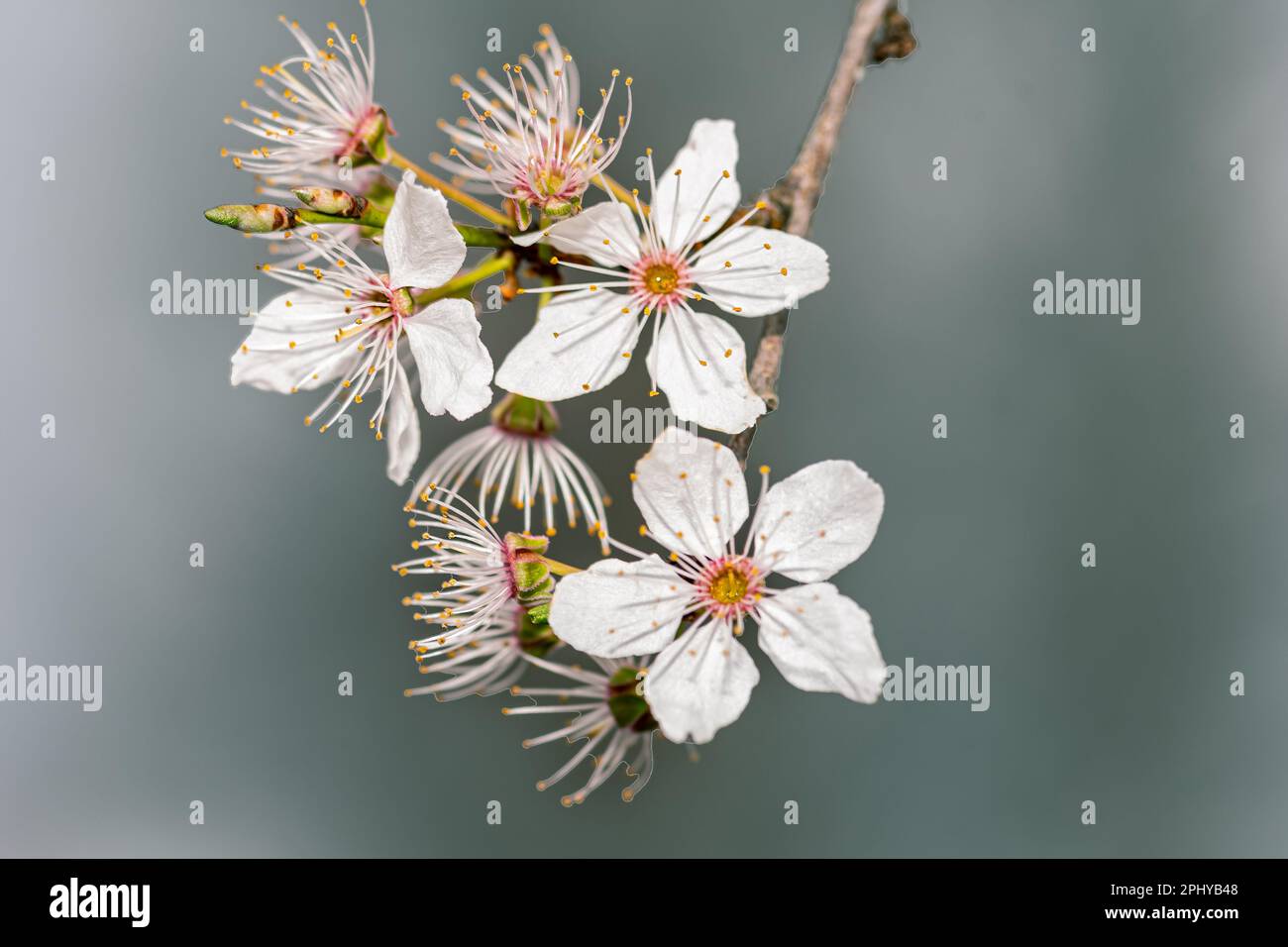 Ein Meer aus zarten Blüten: Die Mirabellenpracht verzaubert im Frühling Banque D'Images