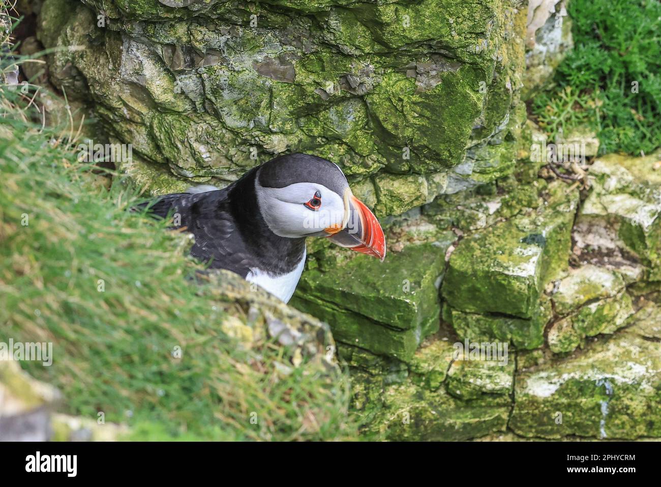 A Puffin attend que son partenaire revienne avec des anguilles de sable à RSPB Bempton Cliffs à Bempton Cliffs, Bempton, Bridlington, Royaume-Uni. 30th mars 2023. (Photo de William Cosgrove/News Images) à Bempton, Bridlington, Royaume-Uni, le 3/30/2023. (Photo de William Cosgrove/News Images/Sipa USA) crédit: SIPA USA/Alay Live News Banque D'Images