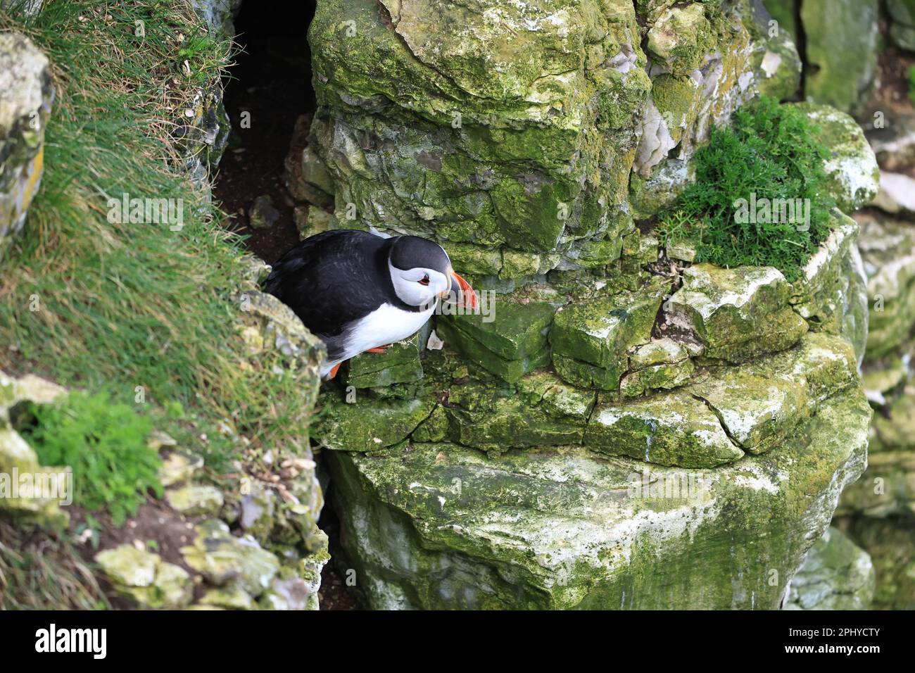 A Puffin attend que son partenaire revienne avec des anguilles de sable à RSPB Bempton Cliffs à Bempton Cliffs, Bempton, Bridlington, Royaume-Uni. 30th mars 2023. (Photo de William Cosgrove/News Images) à Bempton, Bridlington, Royaume-Uni, le 3/30/2023. (Photo de William Cosgrove/News Images/Sipa USA) crédit: SIPA USA/Alay Live News Banque D'Images