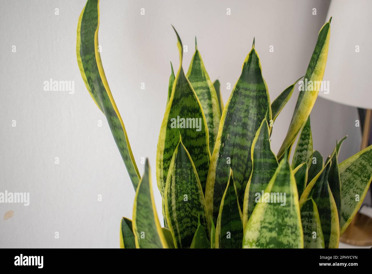 Succulents. Sansevieria jaune et vert (Dracaena trifasciata la plante de serpent, l