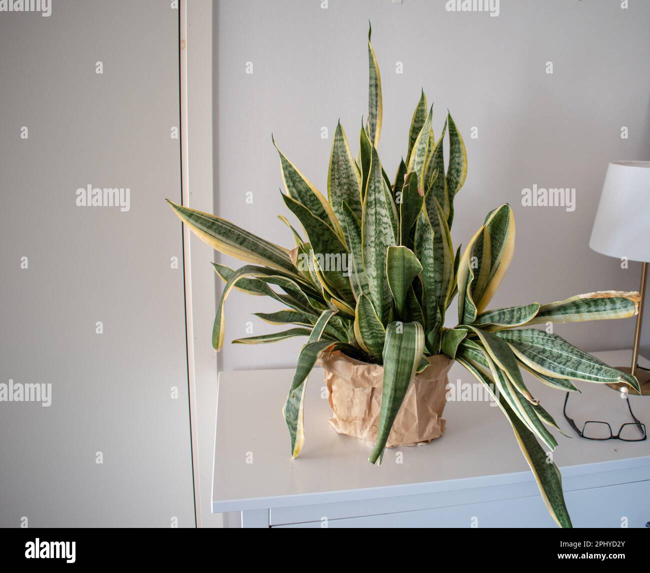 Succulents. Sansevieria jaune et vert (Dracaena trifasciata la plante de serpent, l