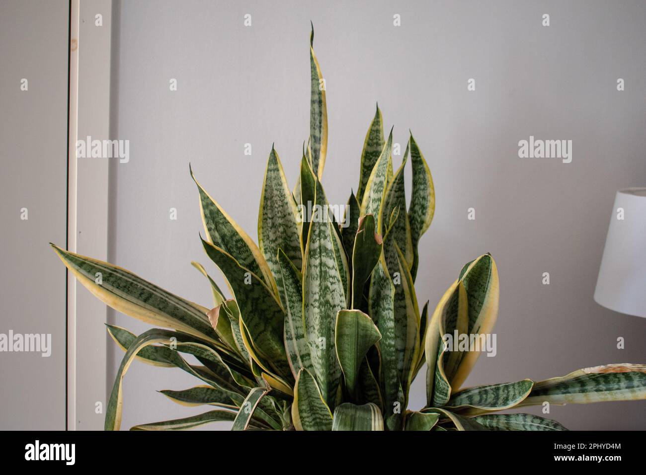 Succulents. Sansevieria jaune et vert (Dracaena trifasciata la plante de serpent, l
