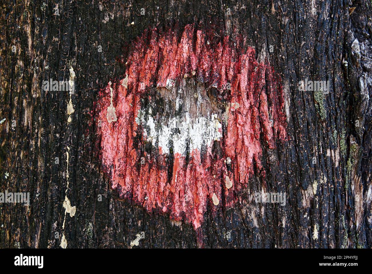 Marque de chemin de randonnée peinte sur l'écorce du tronc de l'arbre. Activités de loisirs et tourisme Banque D'Images