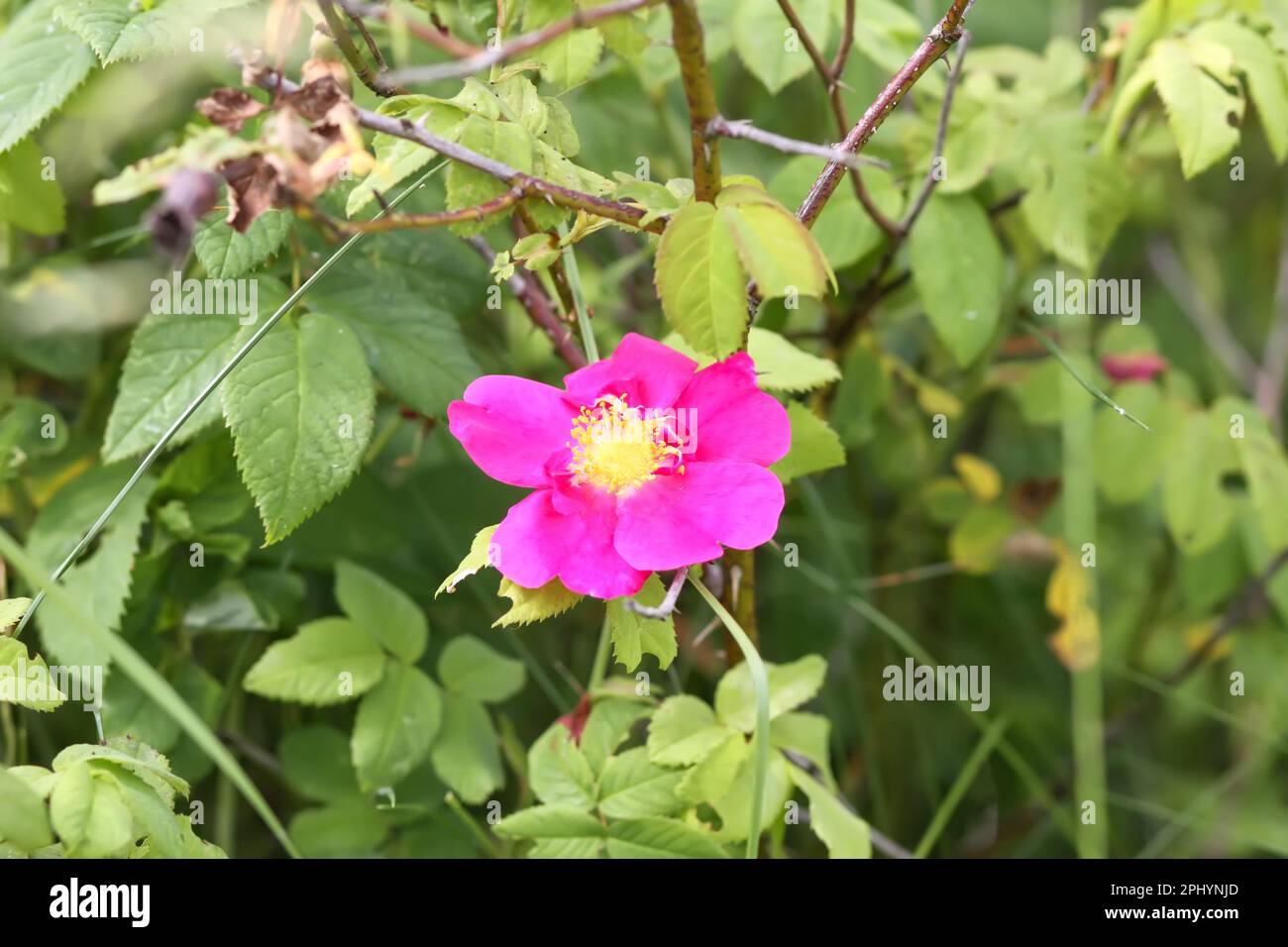 Gros plan sur la fleur sauvage du rosehip Banque D'Images