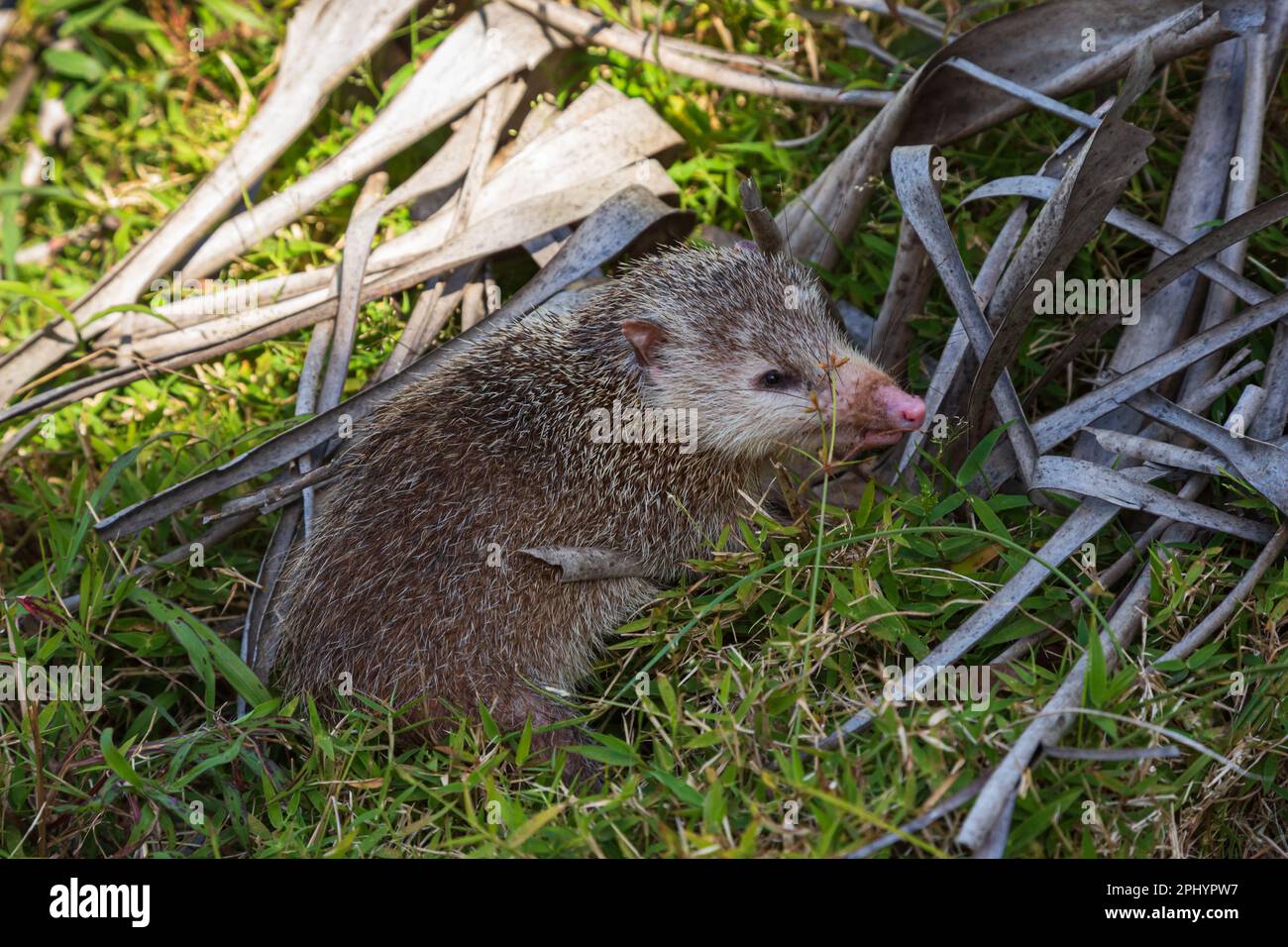 Tenrec ecaudatus Banque de photographies et d’images à haute résolution Alamy