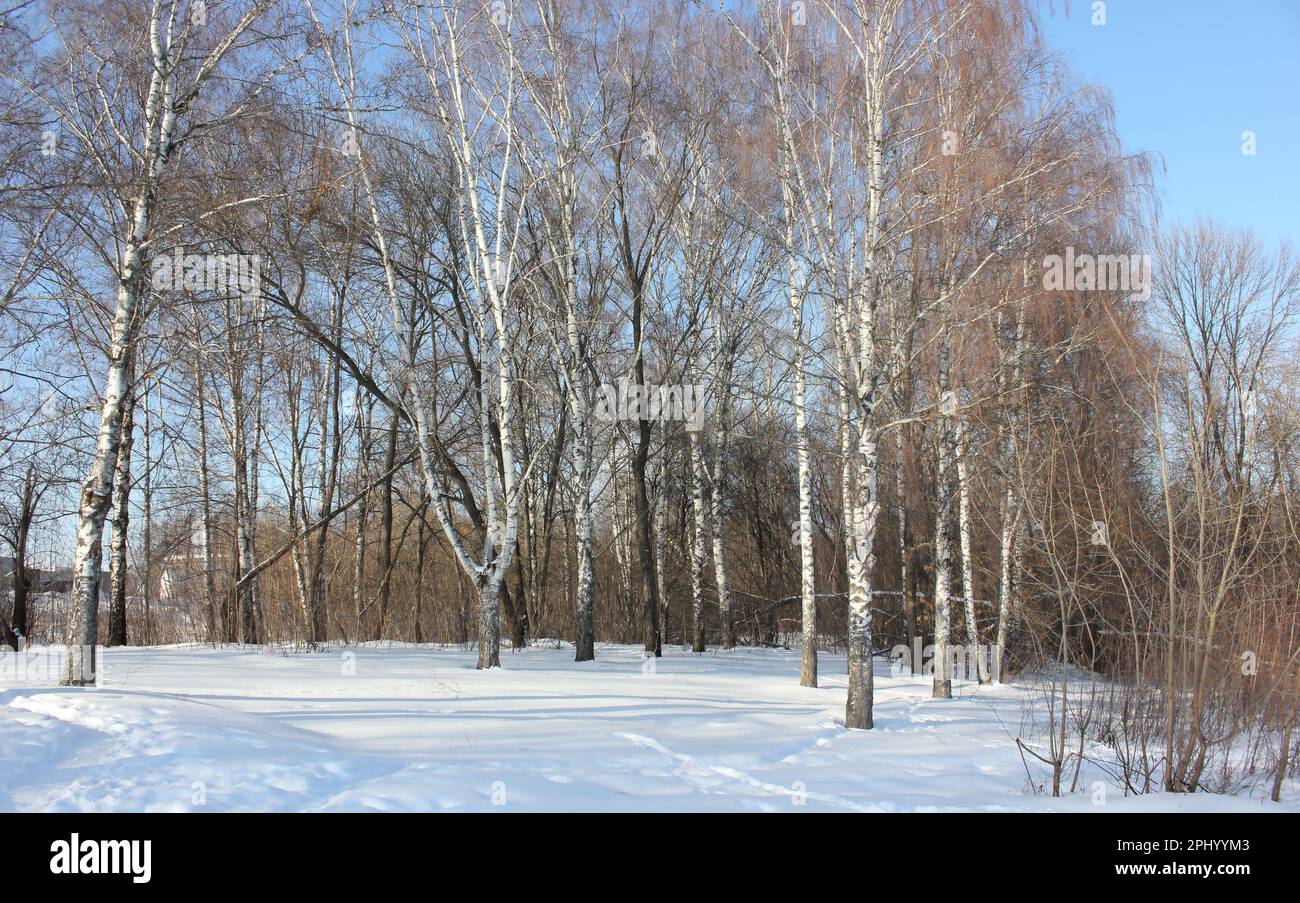 Arbres dans le parc ou la forêt et ciel bleu. Paysage d'hiver. Banque D'Images