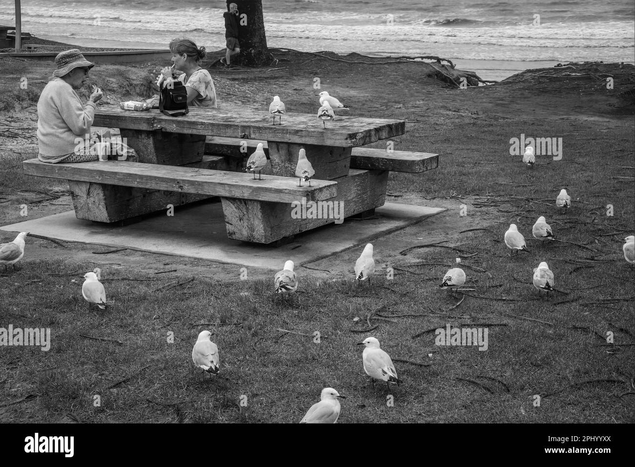 Les mouettes entourent les cueilleurs et attendent que quelqu'un leur dépose une puce, Orewa, North Island, Nouvelle-Zélande Banque D'Images