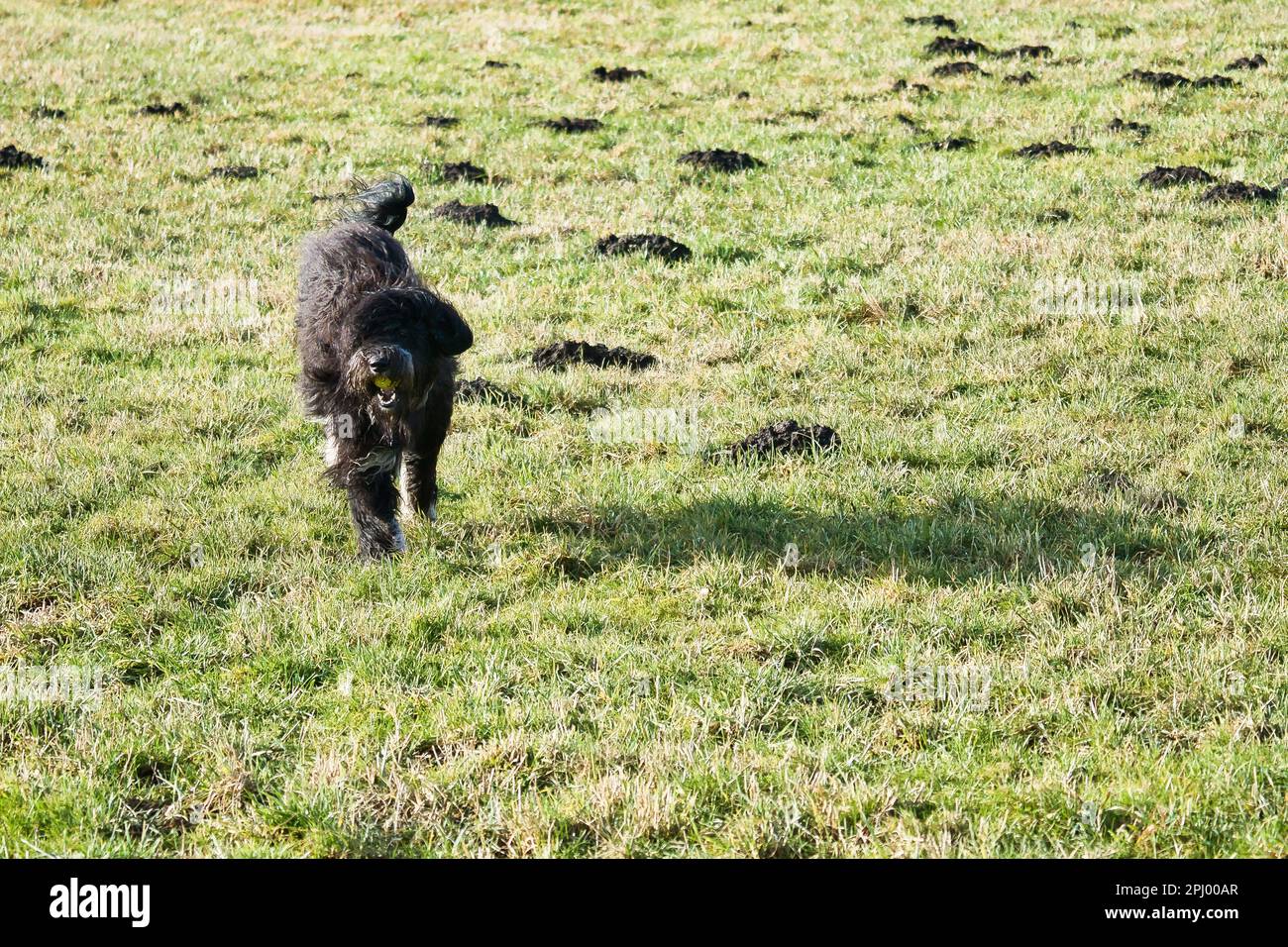 Black Goldendoddle courir dans un pré tout en jouant. Manteau long et doux noir. Chien de famille qui est également pris comme chien de thérapie. Photo d'un chien Banque D'Images