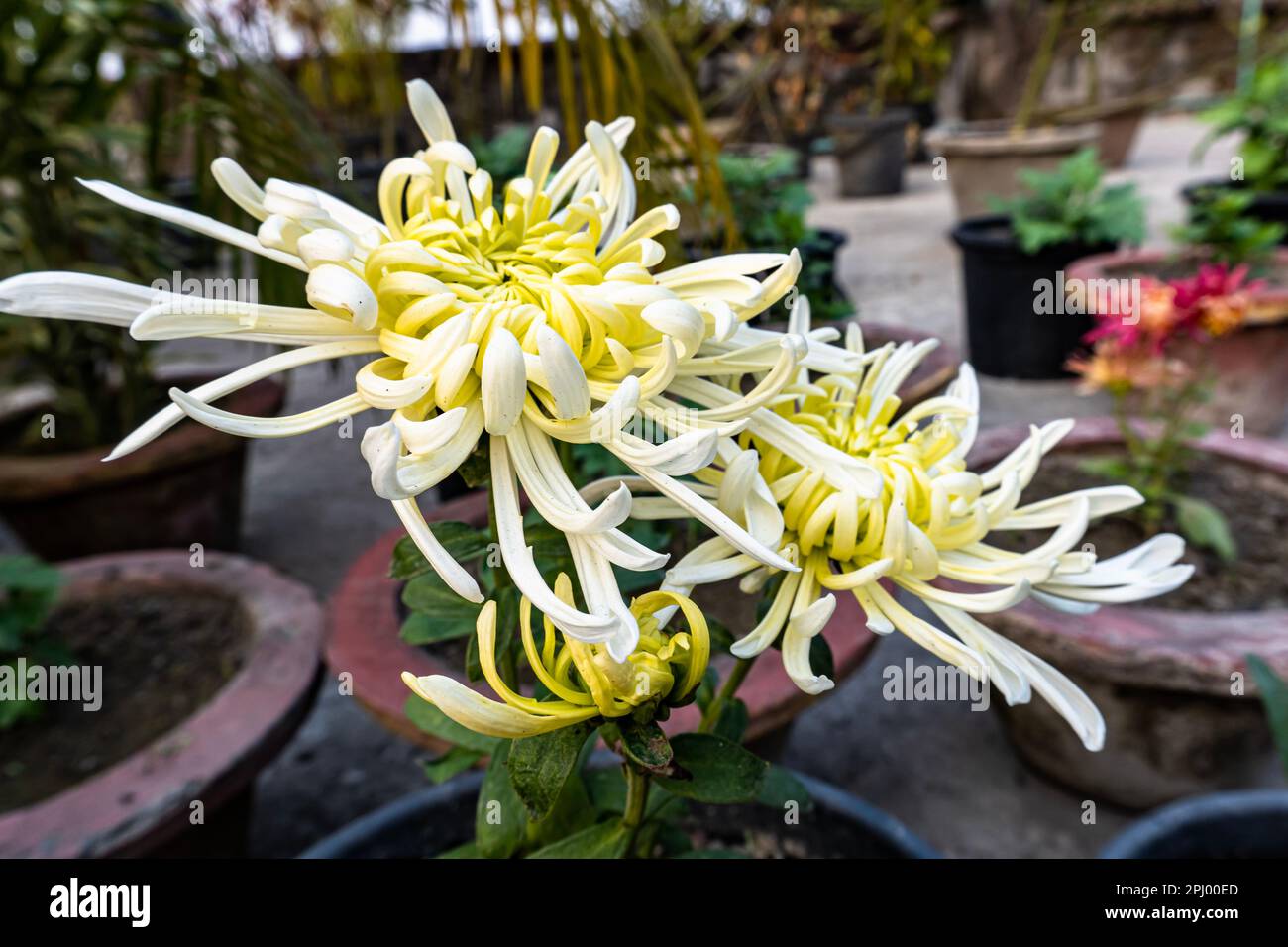 Fleur de chrysanthème blanche. Belle fleur de chrysanthème blanc sur fond noir avec espace de copie. Banque D'Images