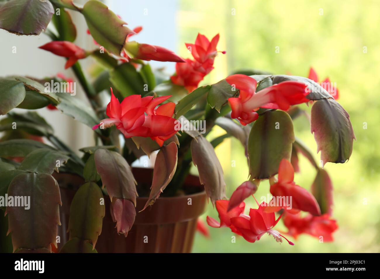 Magnifique cactus de crabe aux fleurs rouges, gros plan Banque D'Images