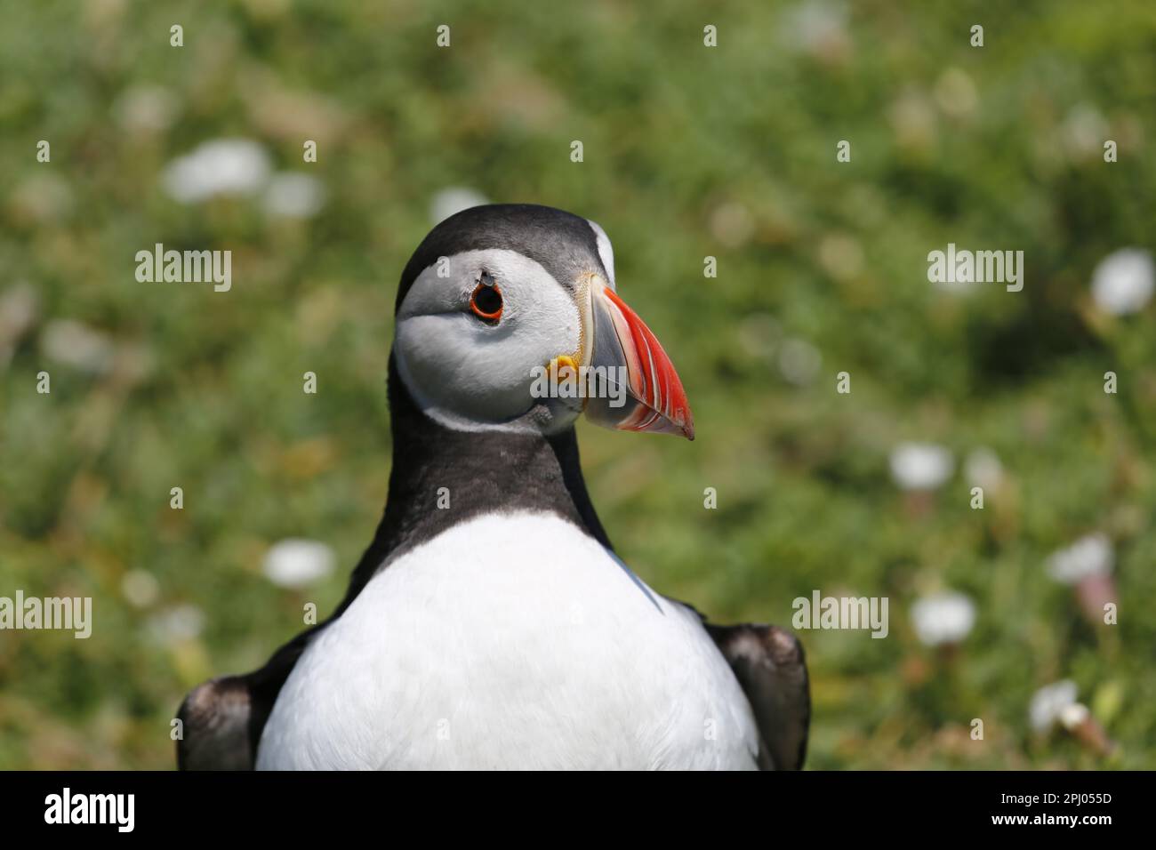 Puffin de l'Atlantique (Fratercula arctica) sur l'île de Skomer, au pays de Galles. Banque D'Images