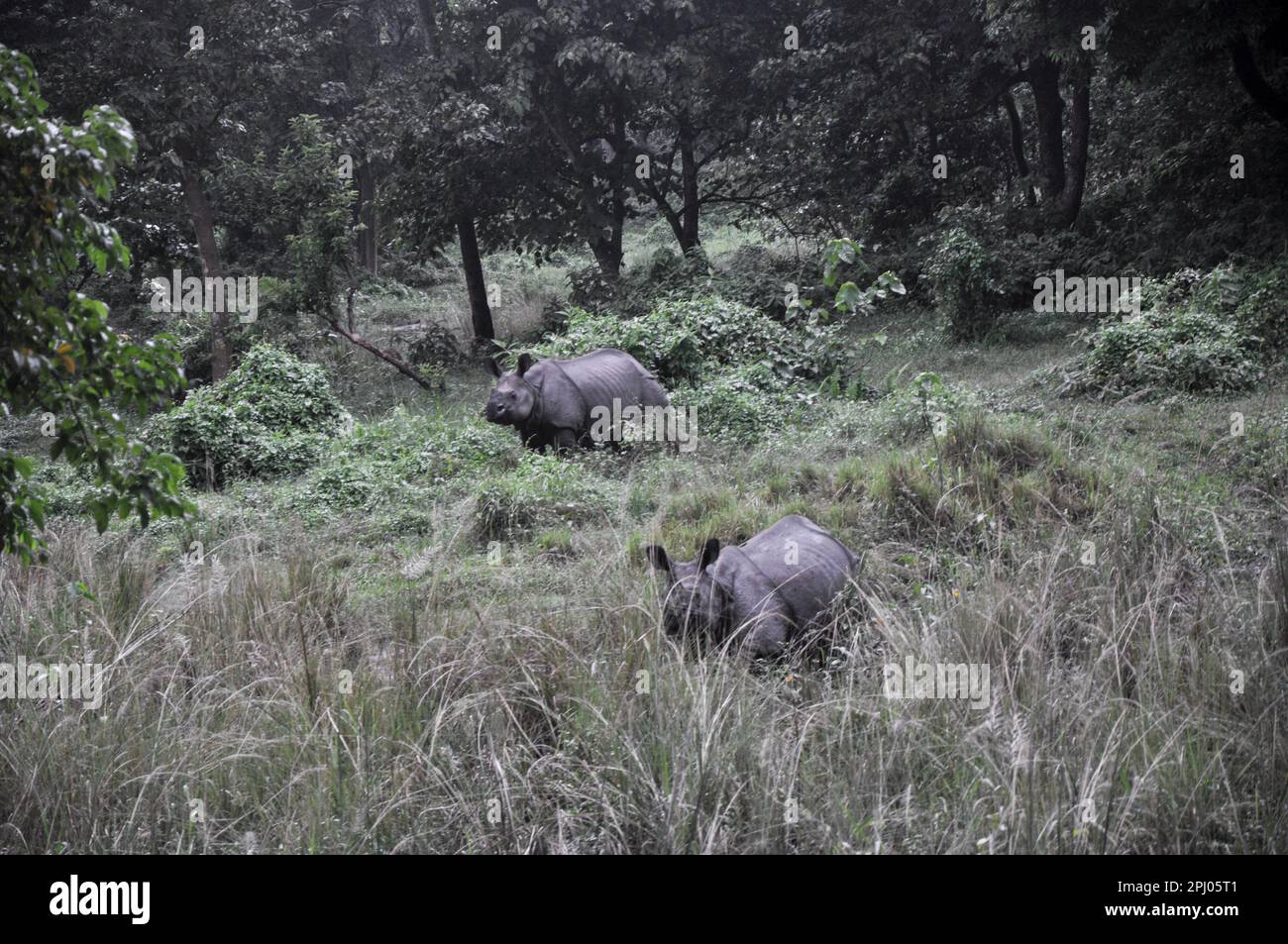 Parc national de Chitwan Banque D'Images