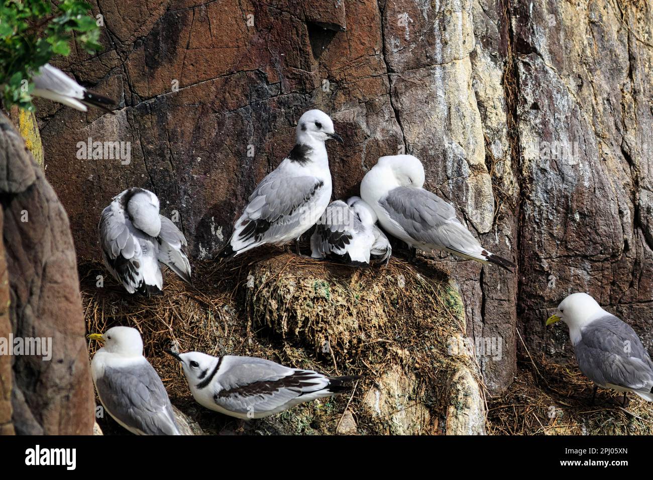 Kittiwardes (Rissa tridactyla) avec de jeunes oiseaux nichés sur la face rocheuse, falaise d'oiseaux, Inner Farne, Réserve naturelle des îles Farne, îles Farne Banque D'Images