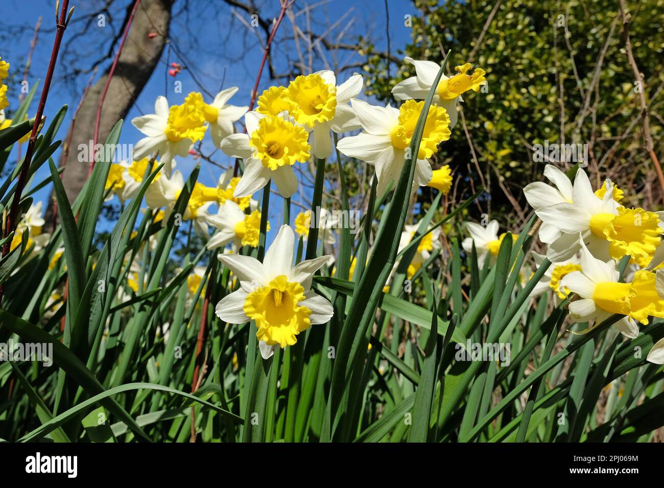 Narcissus jaune et blanc sagement en fleur. Banque D'Images