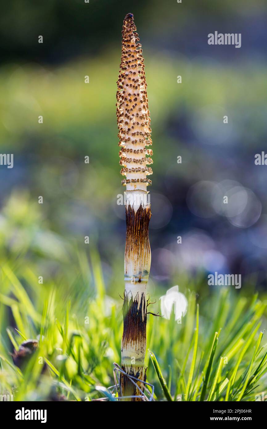 Jeune horsetail forestier (Equisetum sylvaticum), Bissingen an der Teck, Bade-Wurtemberg, Allemagne Banque D'Images