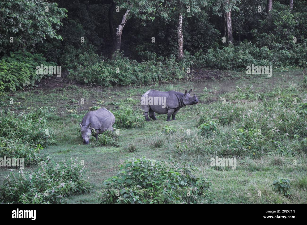 Parc national de Chitwan Banque D'Images